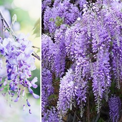 Glicine Prolific - Wisteria sinensis