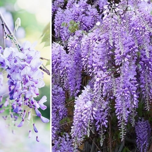 Glicine Prolific - Wisteria sinensis