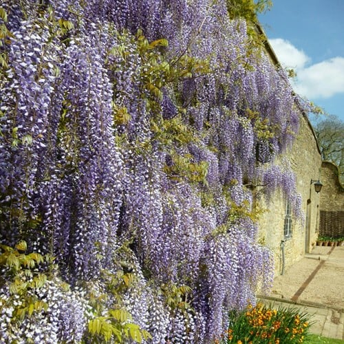 Wisteria sinensis - Glicine comune