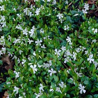 Pervinca Minore 'Gertrude Jekyll' (Vinca Minor Alba)
