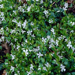 Pervinca Minore 'Gertrude Jekyll' (Vinca Minor Alba) (Confezione da 6)