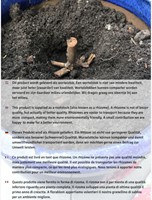 Fragola White Pineberry - Fragaria-3