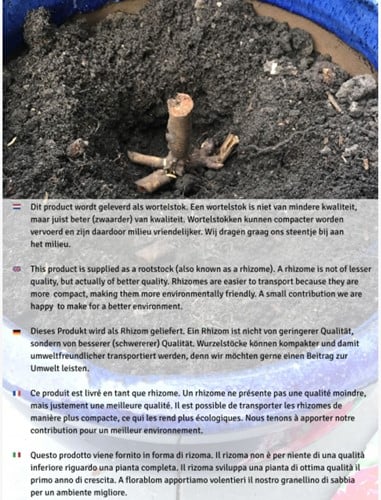 Fragola White Pineberry - Fragaria-3