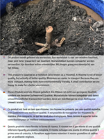 Rosa Rampicante Waltz Time - Rosaio-2