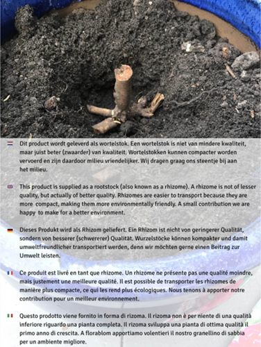 Rosa Rampicante Waltz Time - Rosaio-2