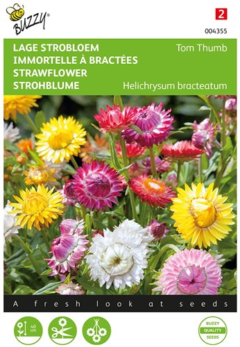 Elicriso Fiore di Carta Tom Thumb Mix – Helichrysum bracteatum