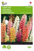 Lupin nano Minarette - Lupinus polyphyllus-2