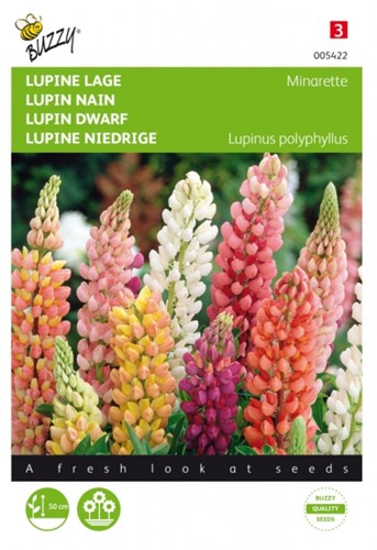 Lupin nano Minarette - Lupinus polyphyllus-2
