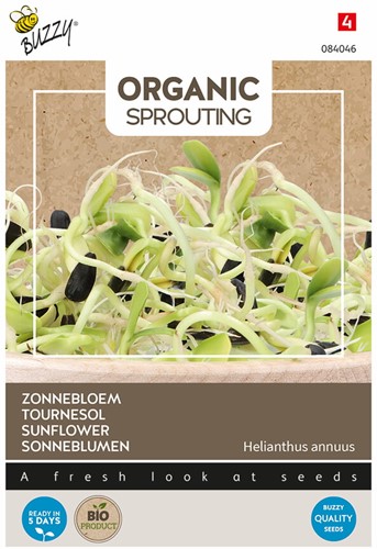 Organic sprouting Girasole BIO - Helianthus annuus
