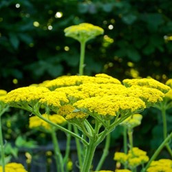 Achillea Cloth of Gold - Achillea filipendulina Gialla (pianta da vaso)