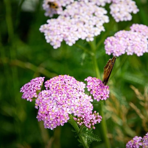 Achillea millefoglie Lilac Beauty - Achillea millefolium