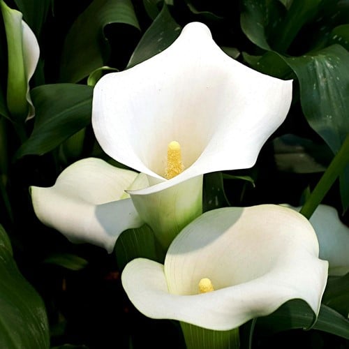 Calla Bianca (Zantedeschia)