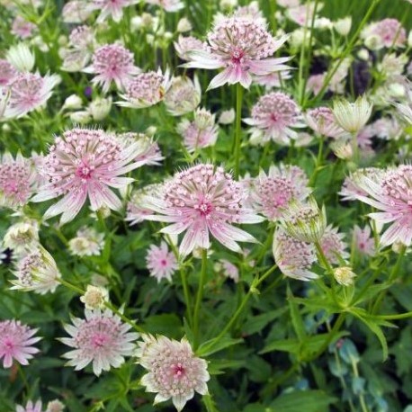 Astranzia Maggiore (Astrantia Major)
