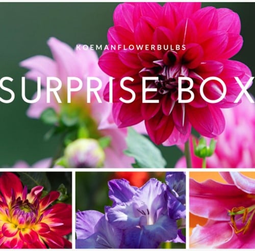 Assortimento bulbi da fiore estivi 'Surprise 3'