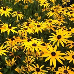 Rudbeckia Fulgida Goldsturm (Confezione da 6)