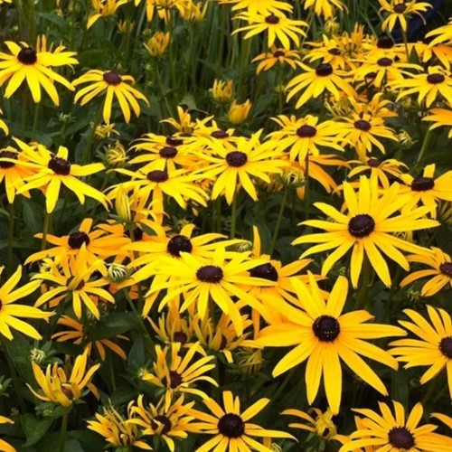 Rudbeckia Fulgida Goldsturm - Rudbeckia (Confezione da 3)